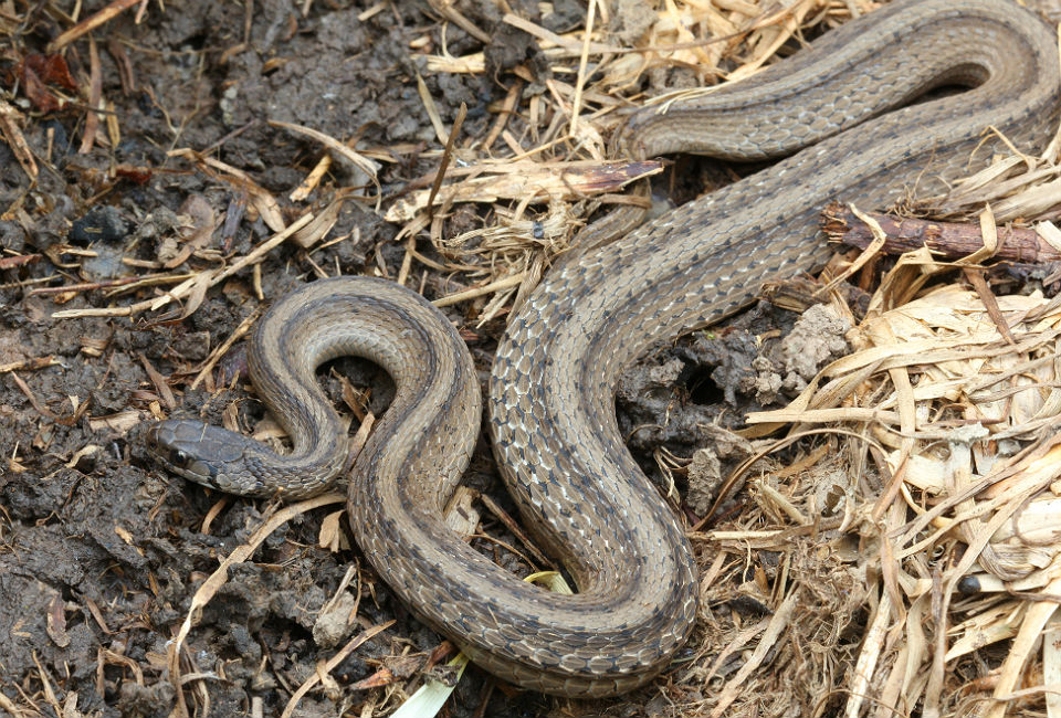 DeKay's Brown Snake Snake